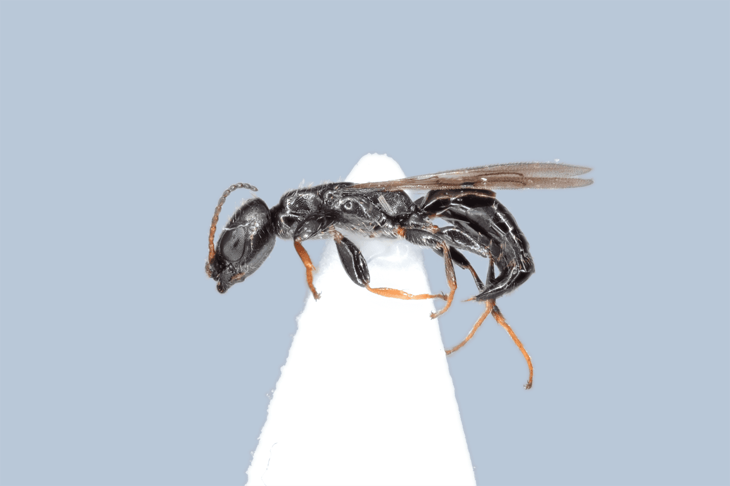 Bethylus fuscicornis